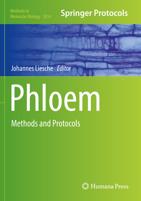 Phloem - 