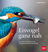 Eisvogel ganz nah - Ralph Sturm