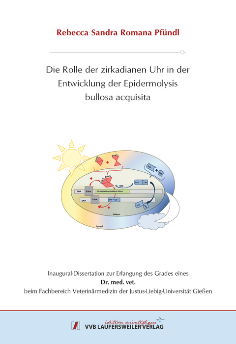 Die Rolle der zirkadianen Uhr in der Entwicklung der Epidermolysis bullosa acquisita - Rebecca Pfündl