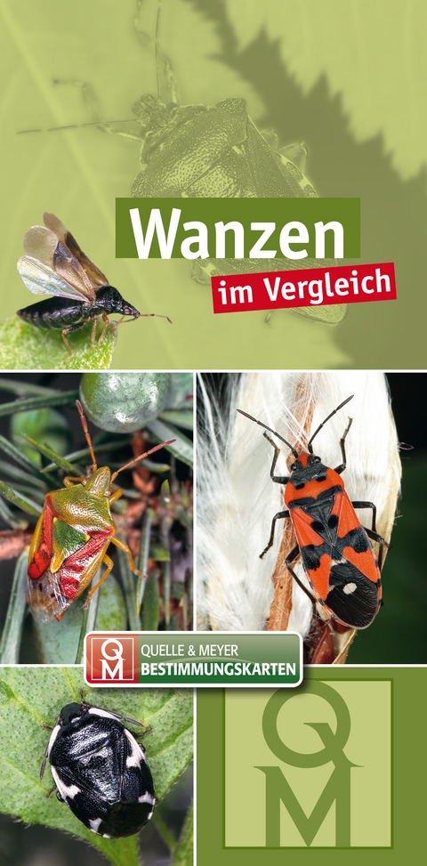 Wanzen im Vergleich - 