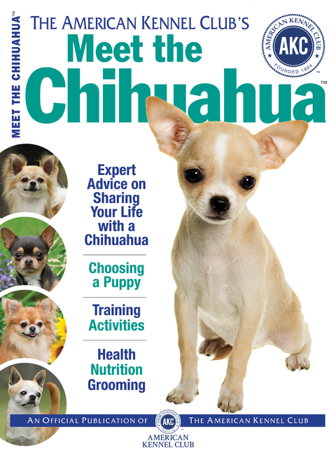 Meet the Chihuahua -  American Kennel Club