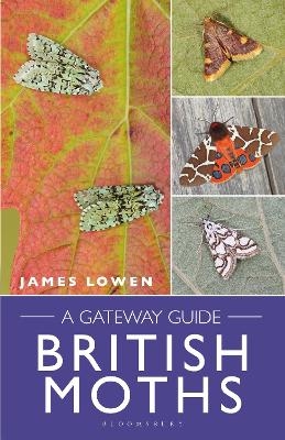 British Moths - James Lowen