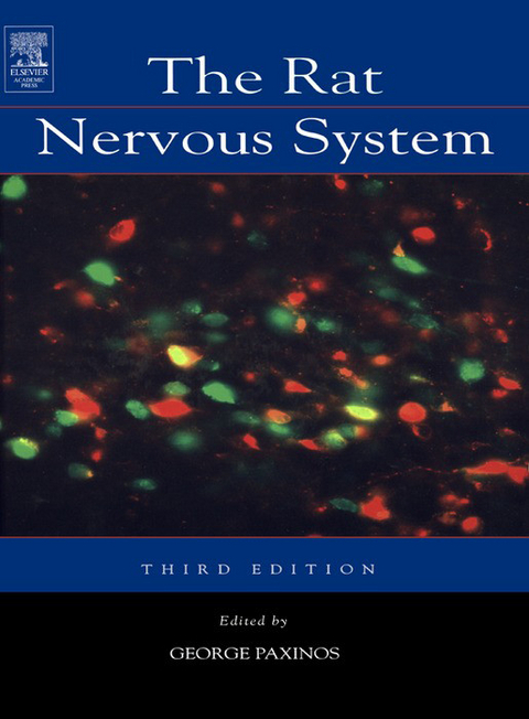 Rat Nervous System - 