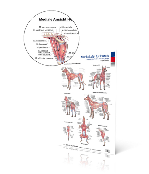 Muskeltafel Hund - Katja Gühring