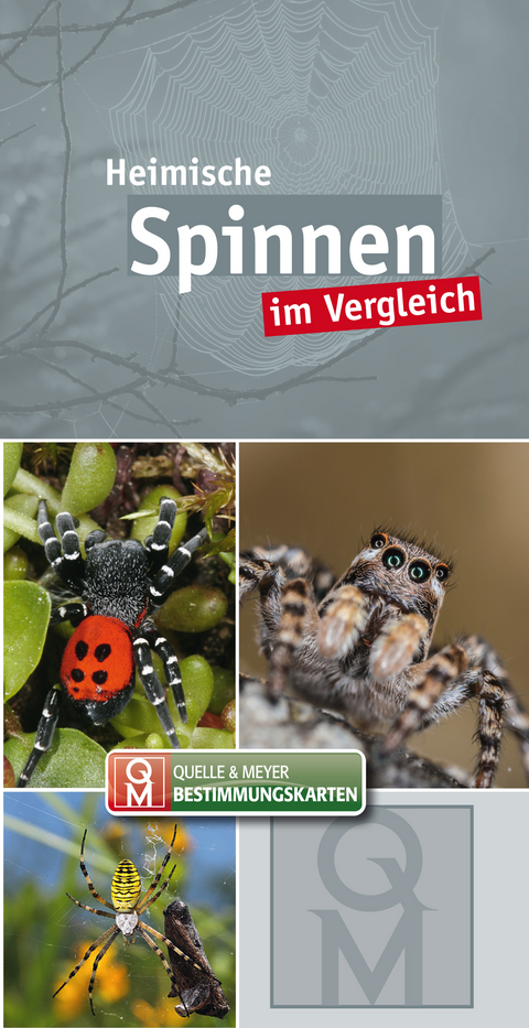 Heimische Spinnen im Vergleich - 