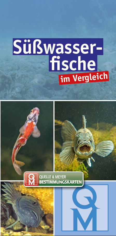 Süßwasserfische im Vergleich - 