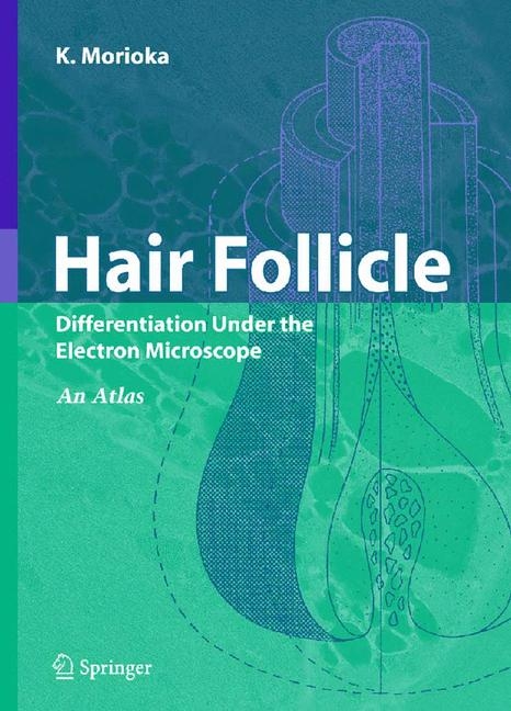 Hair Follicle -  K. Morioka