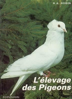 PIGEON ELEVAGE -  Robin