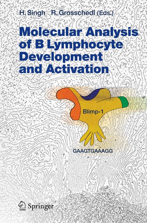 Molecular Analysis of B Lymphocyte Development and Activation - 