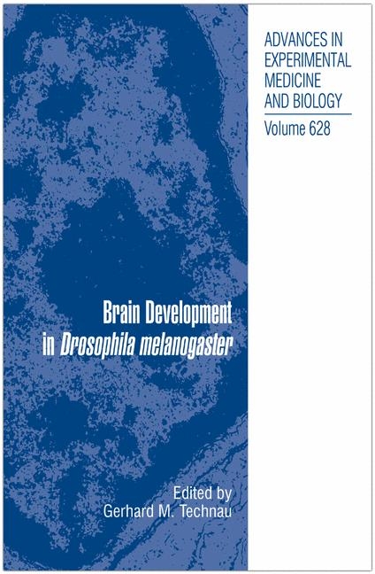 Brain Development in Drosophila melanogaster - 